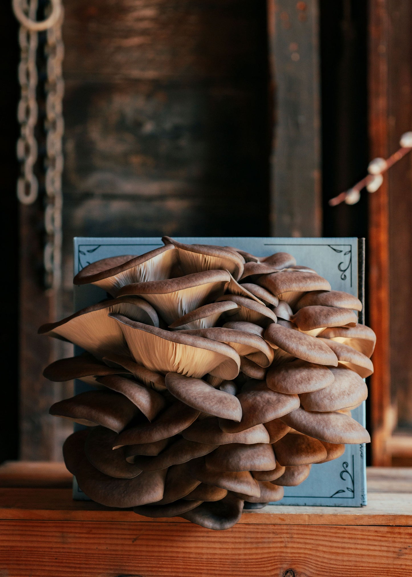
                  
                    Mushroom Grow Kit - Hodgins Harvest
                  
                