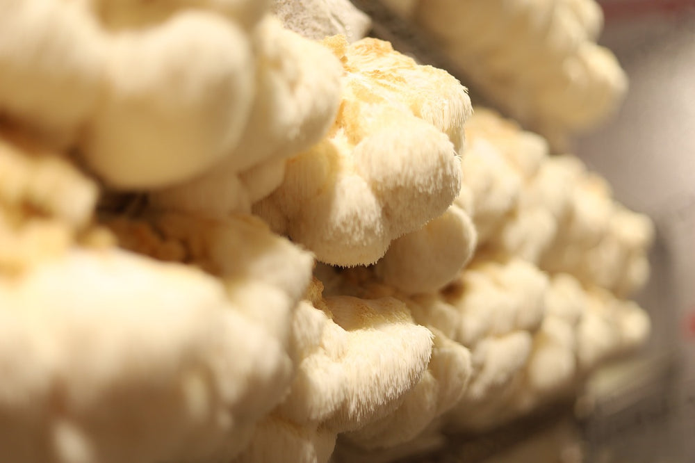 Understanding Tinctures: A Beginner's Guide to Medicinal Mushroom Elixirs
