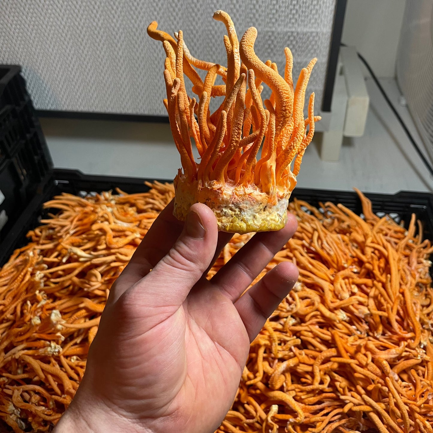 
                  
                    Premium Cordyceps tincture 2-4 oz.
                  
                