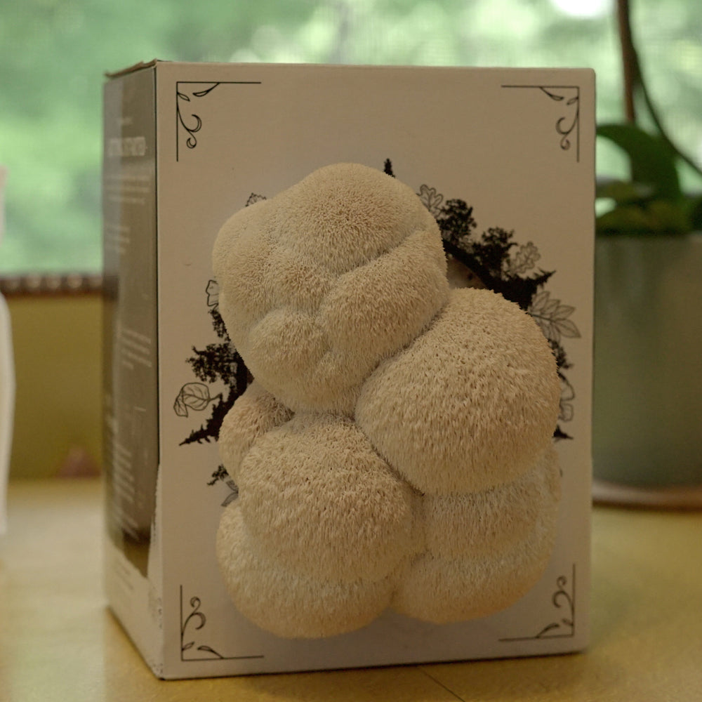 
                  
                    mushroom cultivation kit
                  
                