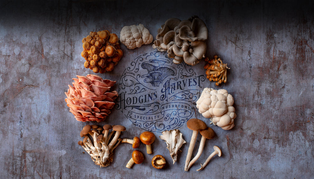 Grow Your Own Edible Fungi at Home - Hodgins Harvest
