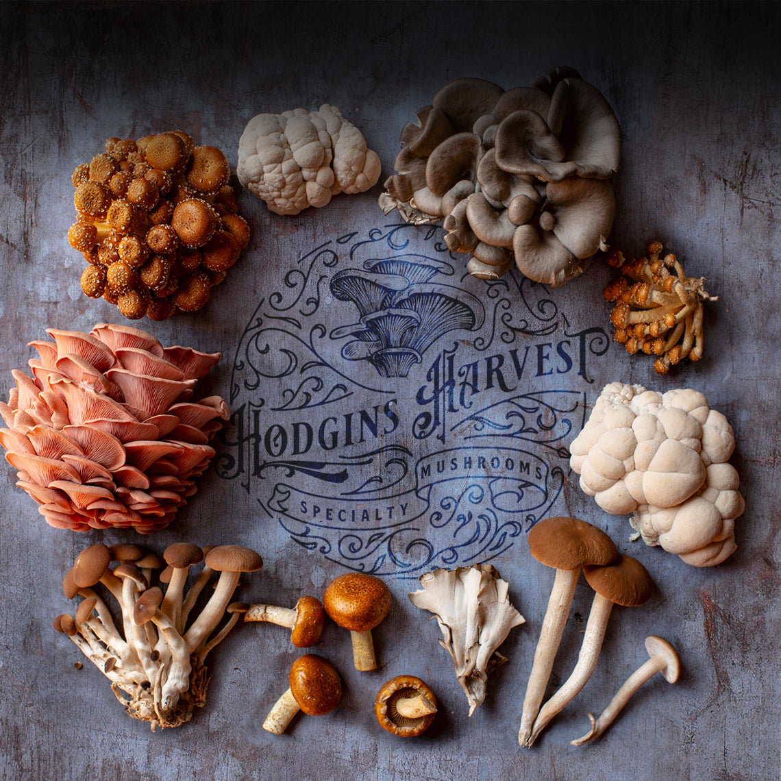 Grow Your Own Edible Fungi at Home - Hodgins Harvest