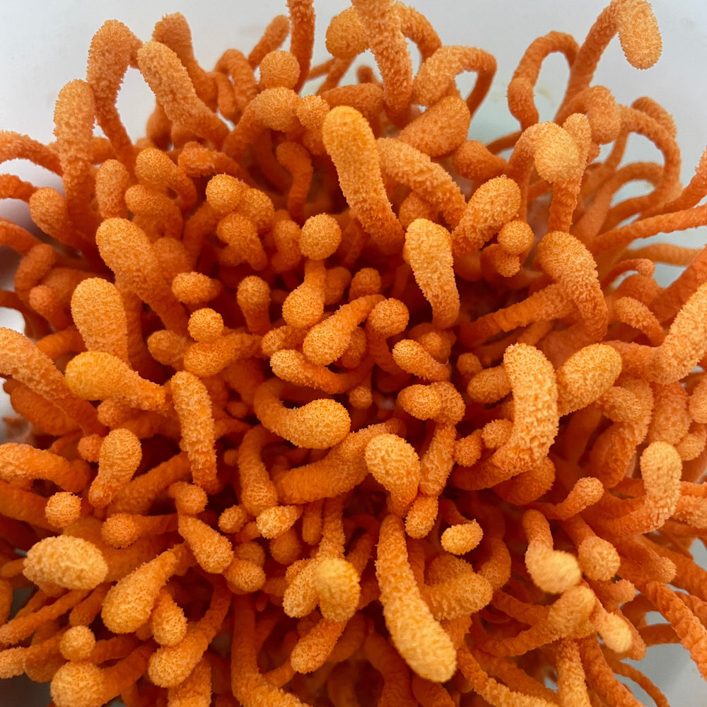 
                  
                    Cordyceps tincture USA
                  
                