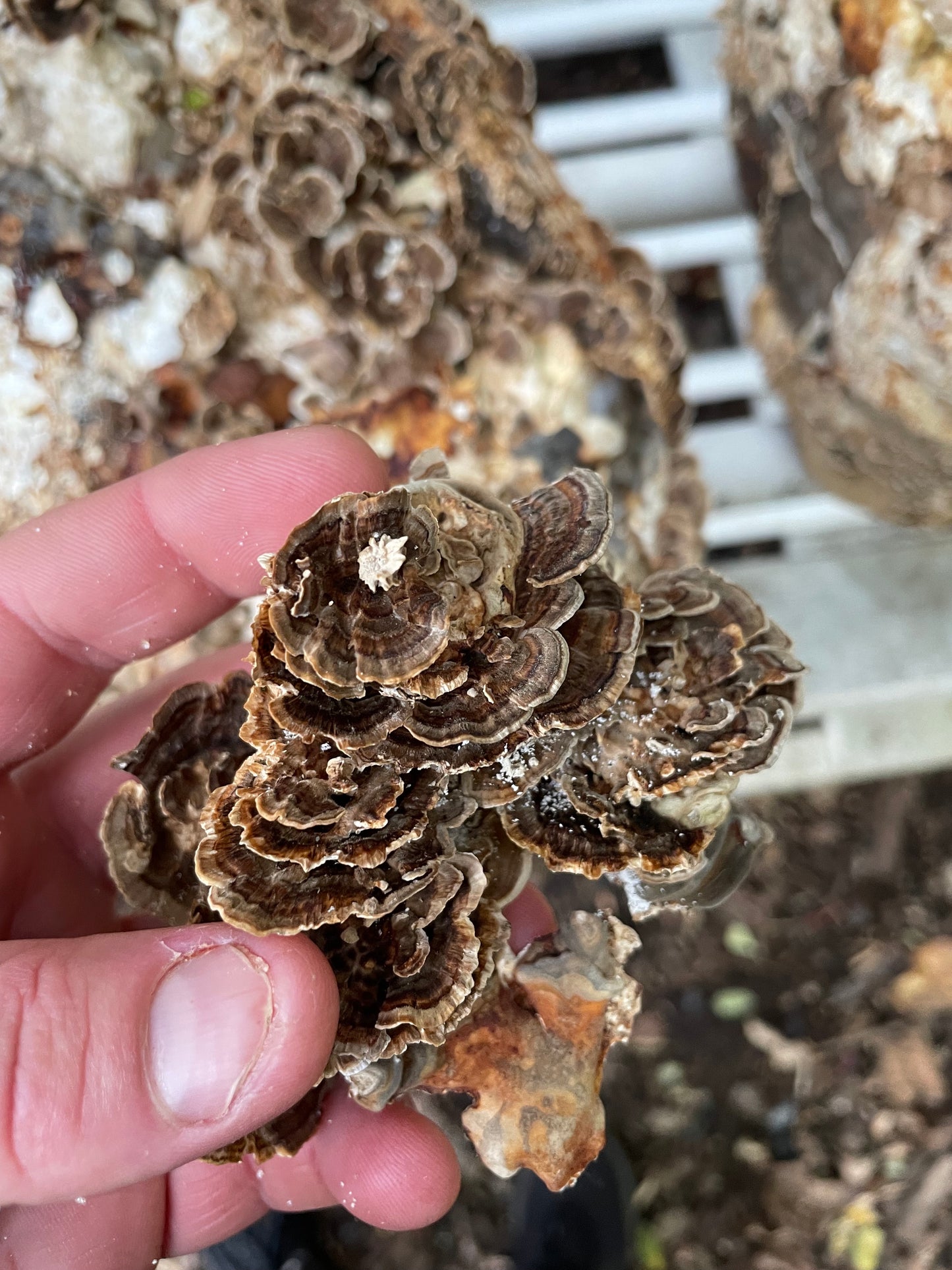 
                  
                    Turkey Tail Extract 
                  
                