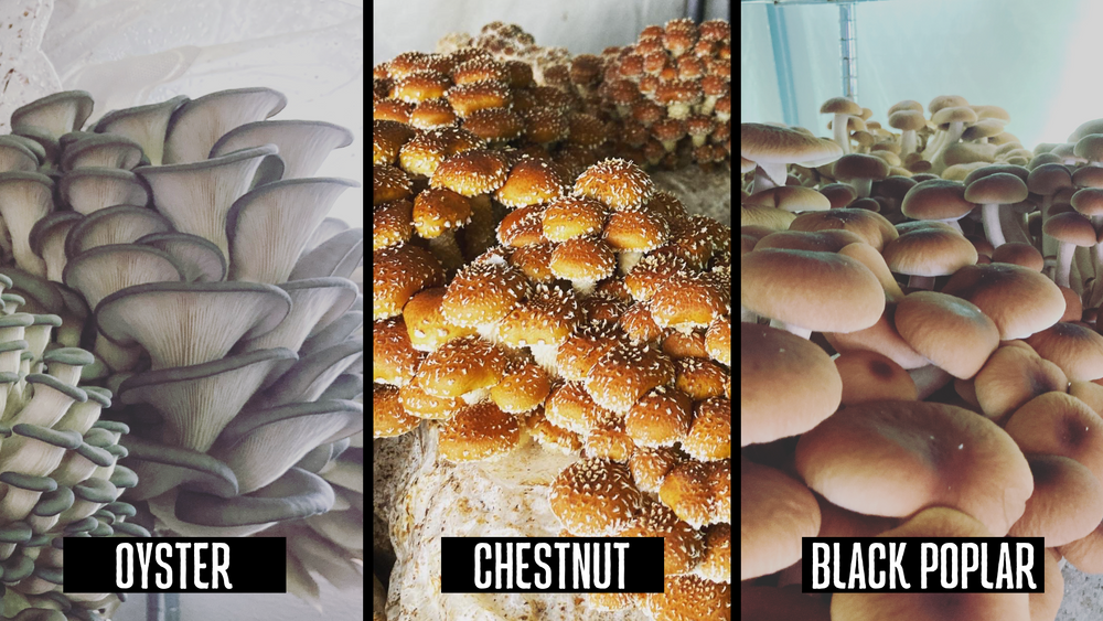 
                  
                    Mushroom Powder
                  
                