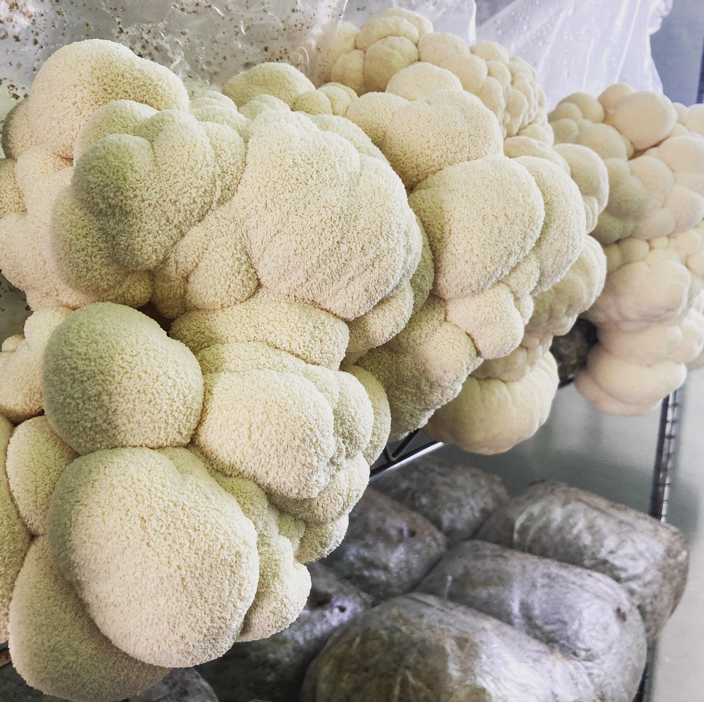 
                  
                    Lion's Mane Powder - Hodgins Harvest
                  
                