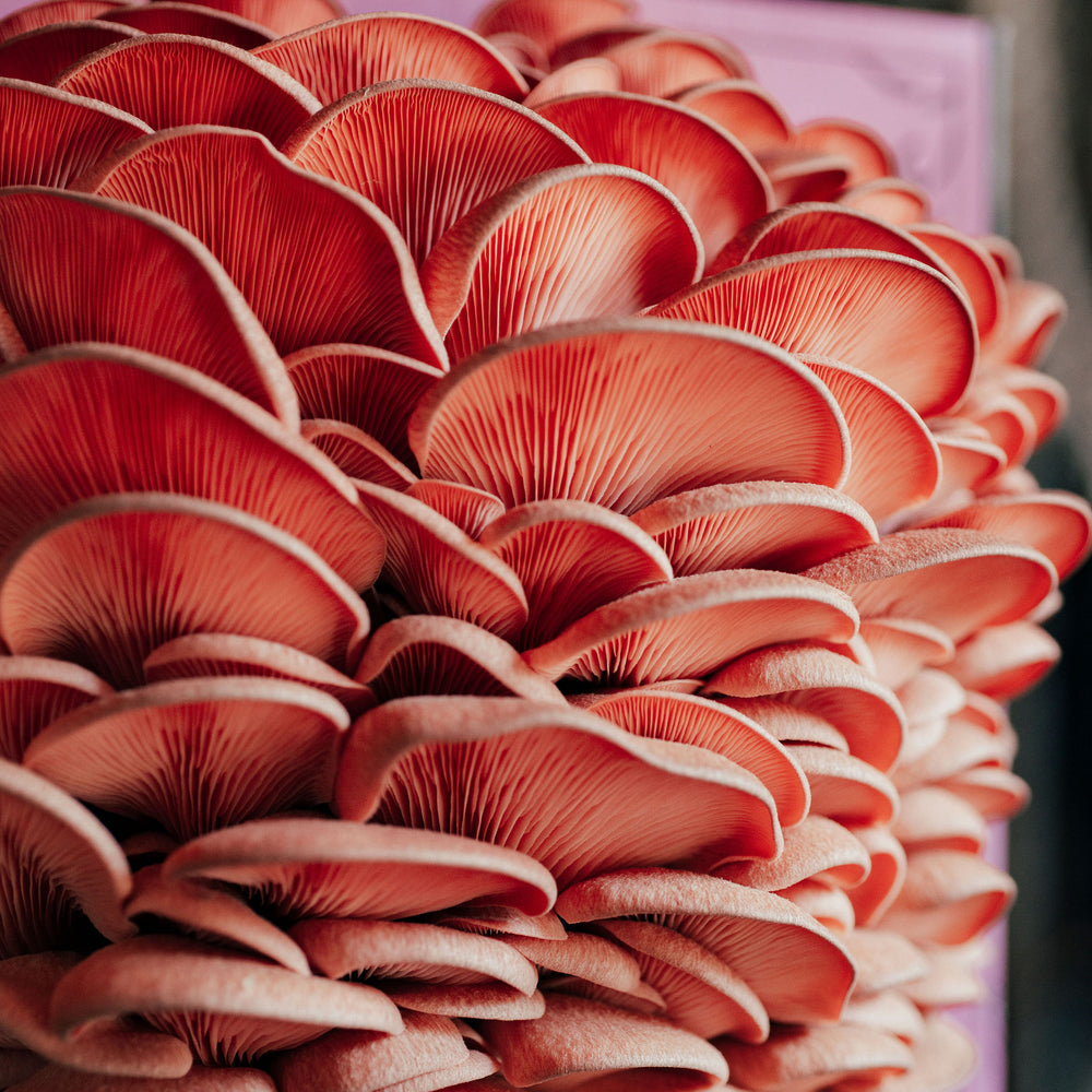 
                  
                    Mushroom cultivation starter kit
                  
                