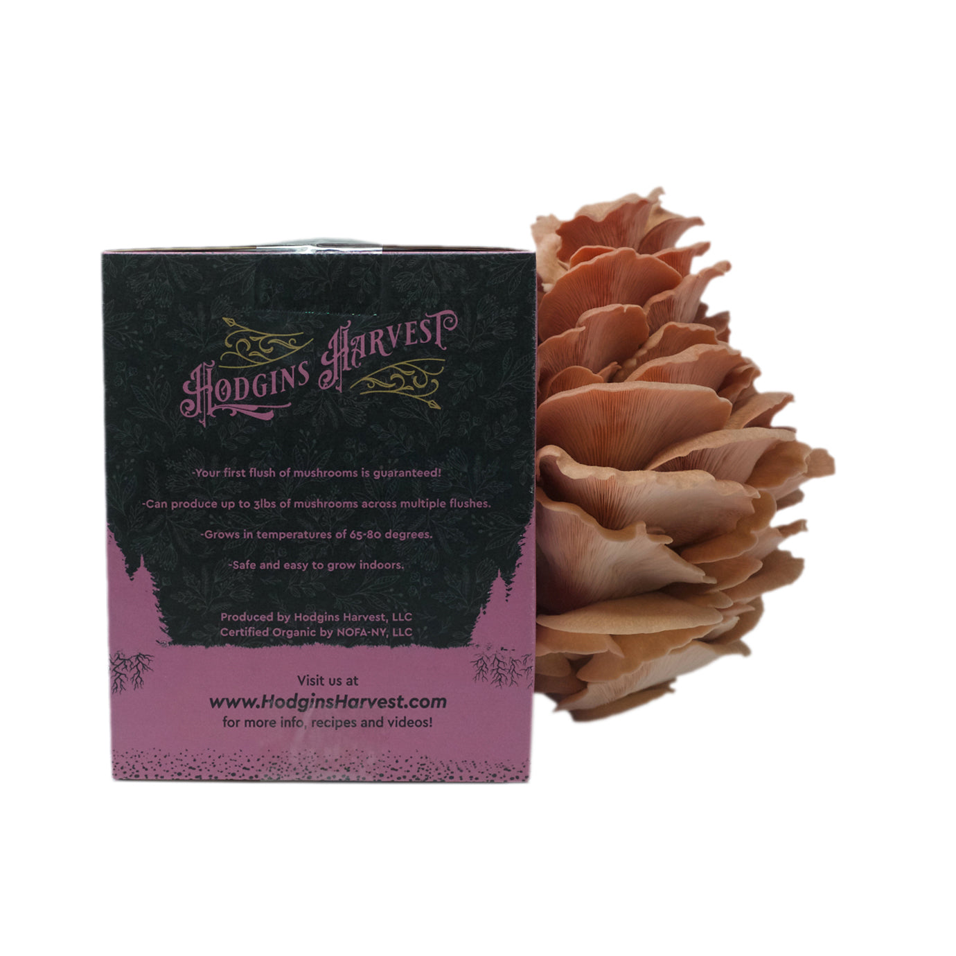 Organic Pink Oyster Mushroom Grow Kit - Hodgins Harvest