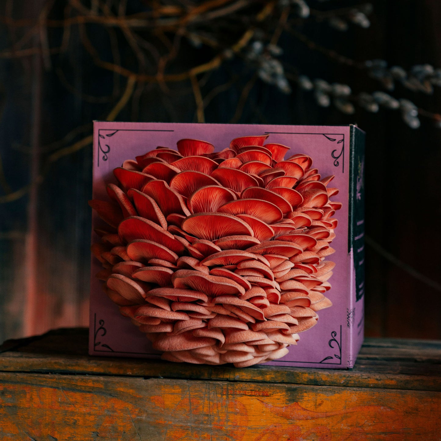 
                  
                    Oyster Mushroom Grow Kit - Hodgins Harvest
                  
                