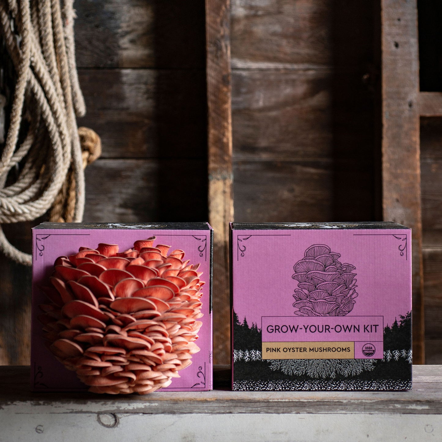 
                  
                    Pink Oyster Mushroom Grow Kit - Hodgins Harvest
                  
                