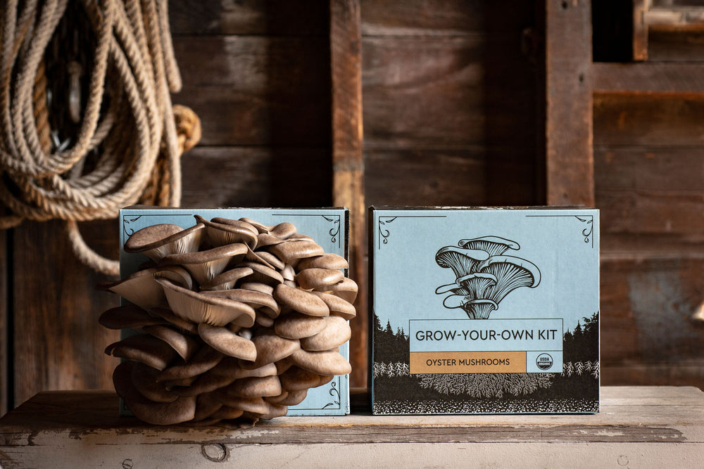 
                  
                    Mushroom Grow Kits - Hodgins Harvest
                  
                