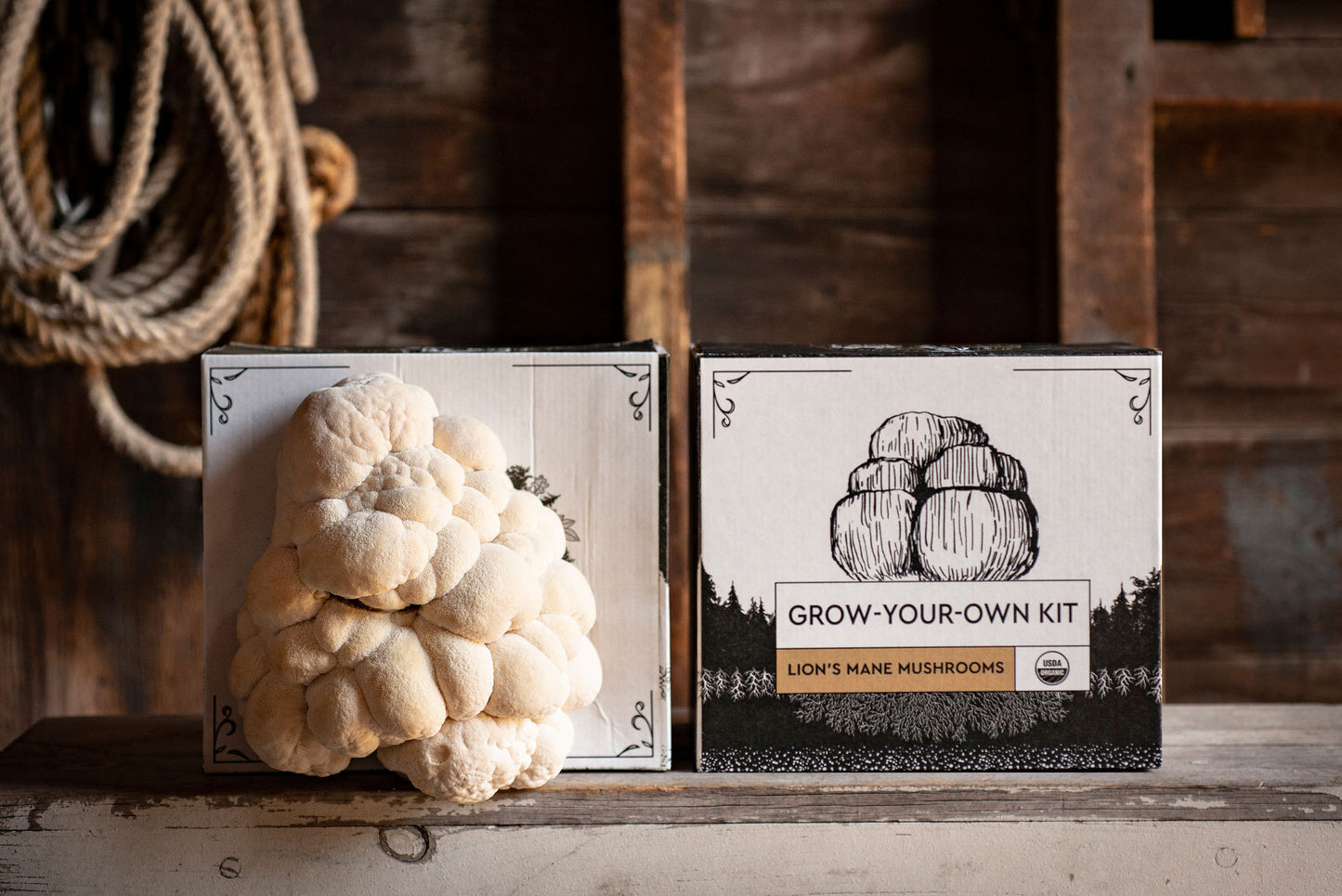 
                  
                    Lion's Mane Mushroom Grow Kit - Hodgins Harvest
                  
                